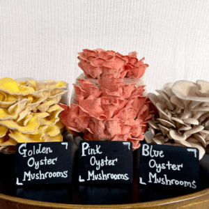 The varieties of gourmet mushrooms cultivated by Fogo Fungi include golden, pink, and blue oyster mushrooms