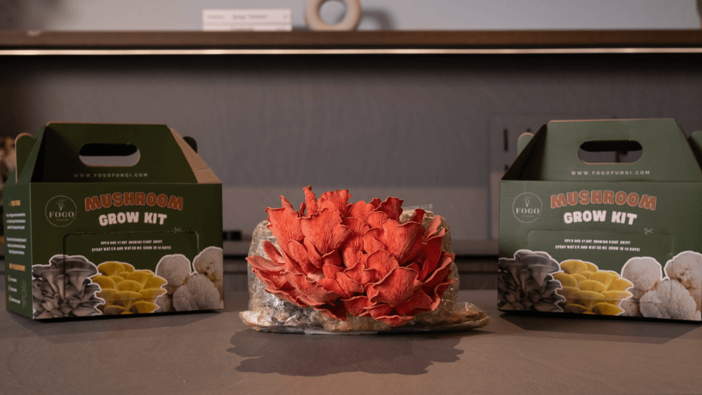 Fogo Fungi are gearing to launch a second version of their mushroom grow kits 